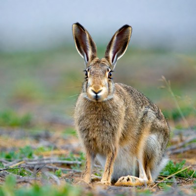 Jackrabbit standing in grass