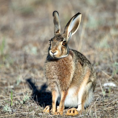 Jackrabbit standing in dry grass