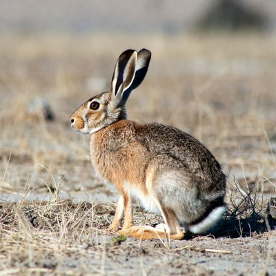 Jackrabbit standing in dry grass