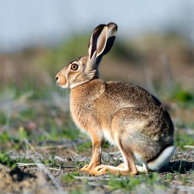 Jackrabbit standing in grass