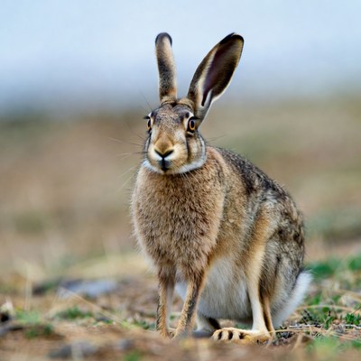 Jackrabbit standing in grass