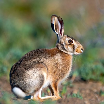 Jackrabbit standing in grass