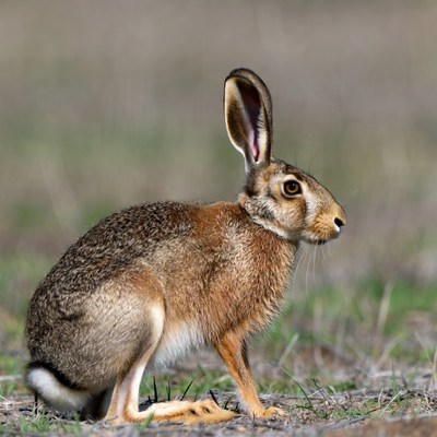Jackrabbit sitting in grass