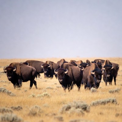 Herd of bison in grassy field