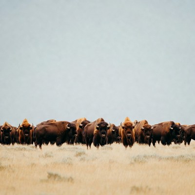 Herd of Bison on Grassland