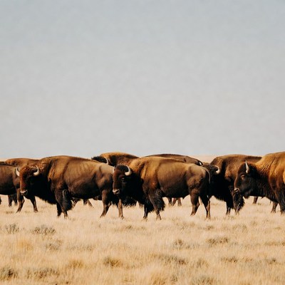 Herd of Bison Grazing in Grassland