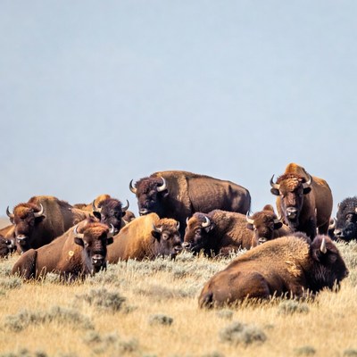 Herd of bison on grassy plain