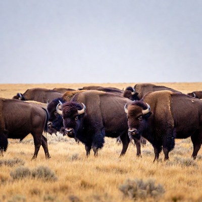 Herd of Bison in Golden Grassland