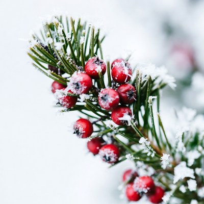 Snow-Covered Red Berries on Pine Branch