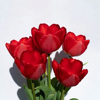 Red Tulips on White Background
