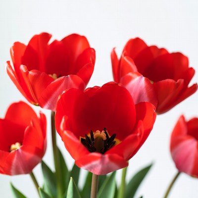 Red Tulips on White Background