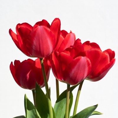 Red Tulips on White Background