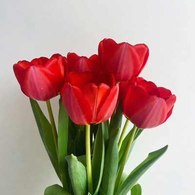 Red Tulips Bouquet on White Background
