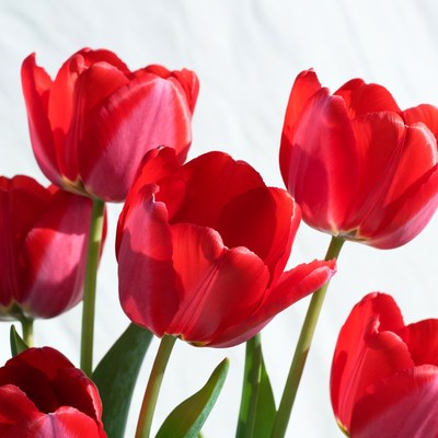 Red Tulips on White Background