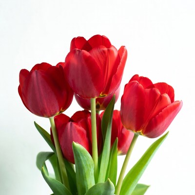 Red Tulips Bouquet on White Background