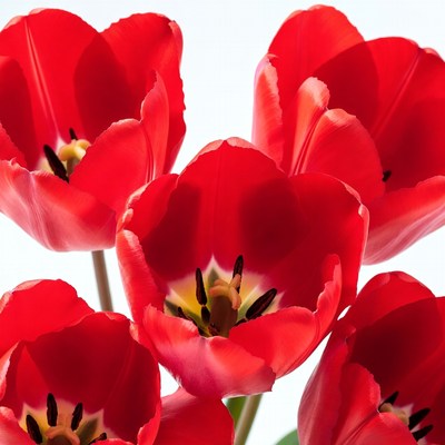 Red Tulips on White Background
