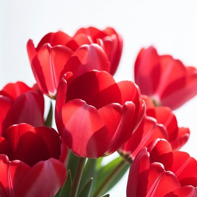 Red Tulips on White Background