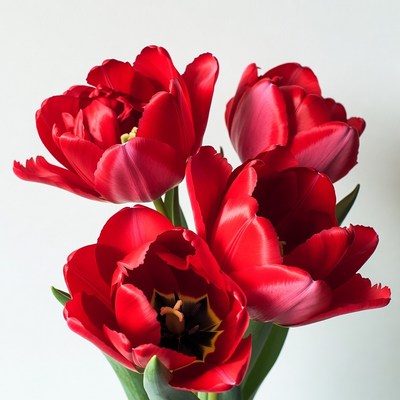 Red Tulips Bouquet on White Background