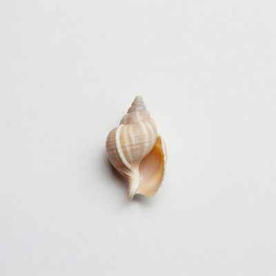 Beige Seashell on White Background