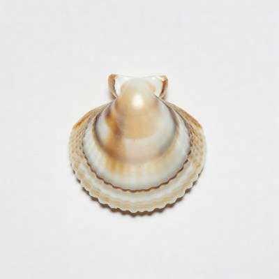 Scallop Shell on White Background