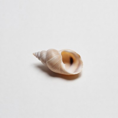 White seashell on isolated background