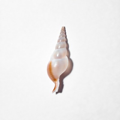 White Conch Seashell on White Background