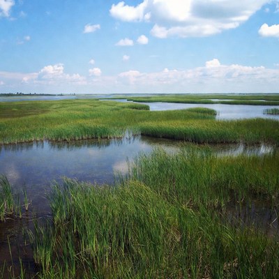 Marshland with green reeds and water
