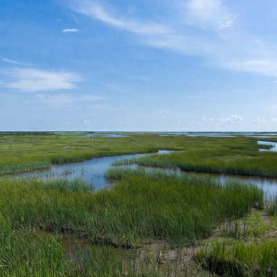 Marshland with winding waterways