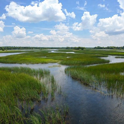 Scenic Marshland with Grasses and Channels