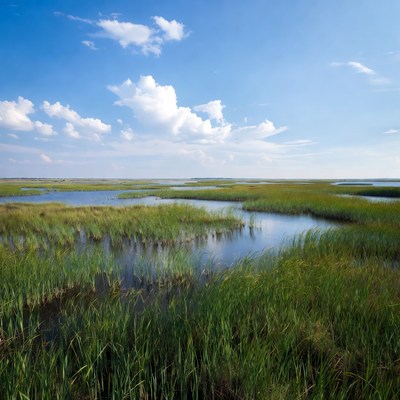 Vast Marshland Under Blue Sky