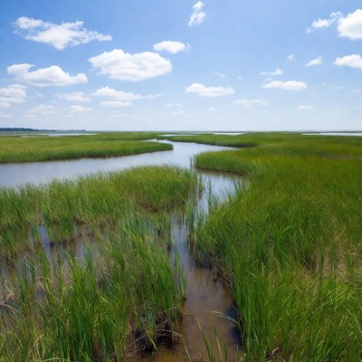 Marshland with winding waterways