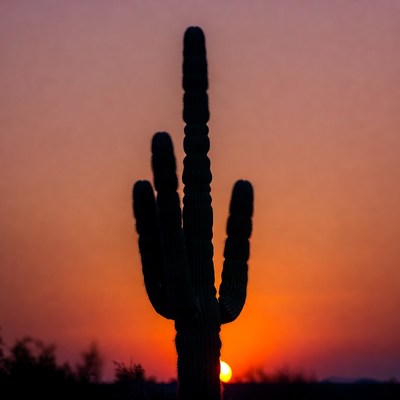 Silhouetted Saguaro Cactus at Sunset