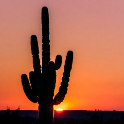 Saguaro Cactus Silhouette at Sunset