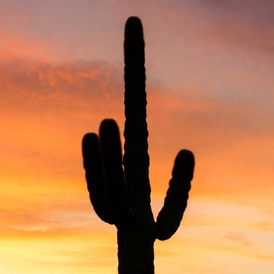 Silhouette cactus sunset desert