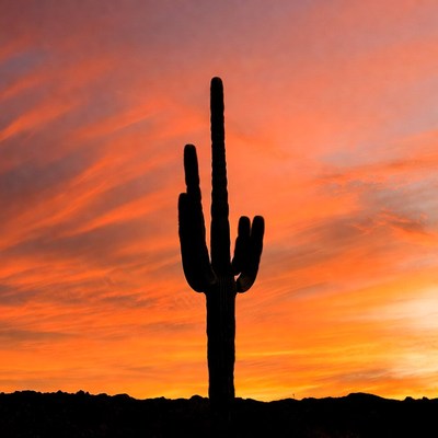 Saguaro Cactus Silhouette at Sunset