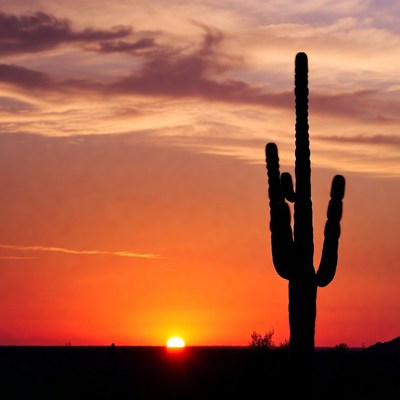 Silhouette cactus at sunset