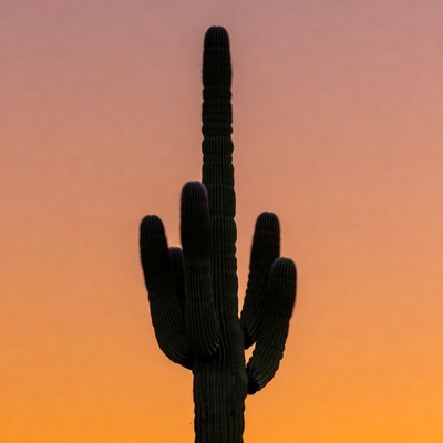 Saguaro Cactus Silhouette at Sunset
