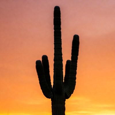 Saguaro Cactus Silhouette at Sunset