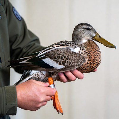 Man holding gadwall duck