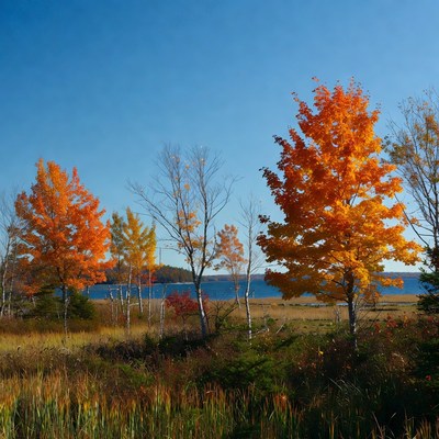 Autumn Trees by Lakeside Marsh