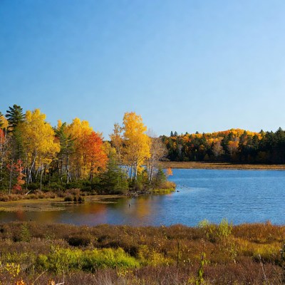 Autumn Trees by Blue Lake