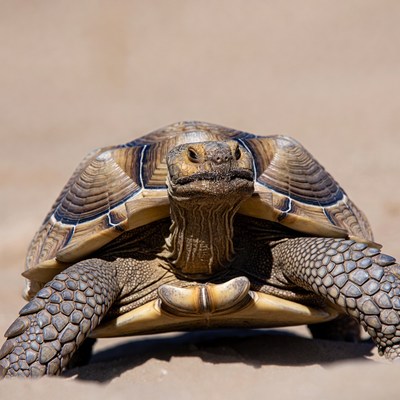 Sulcata Tortoise on Sandy Desert