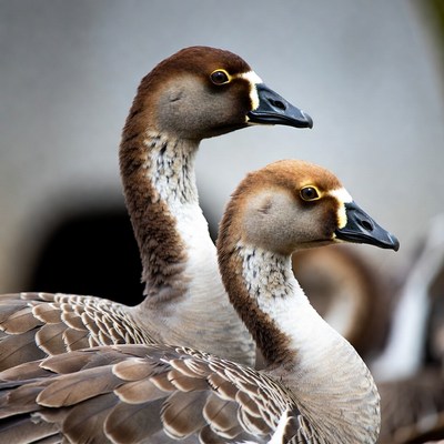 Two Egyptian geese standing together