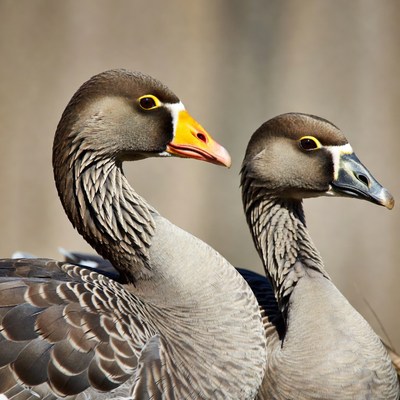 Two gray geese facing profile