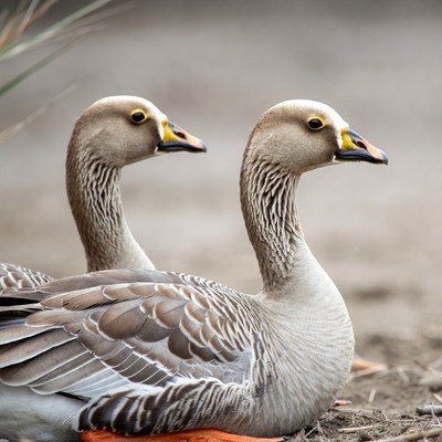 Two gray geese standing in grass