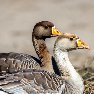 Two geese standing together