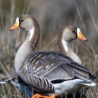 Two greylag geese in grass