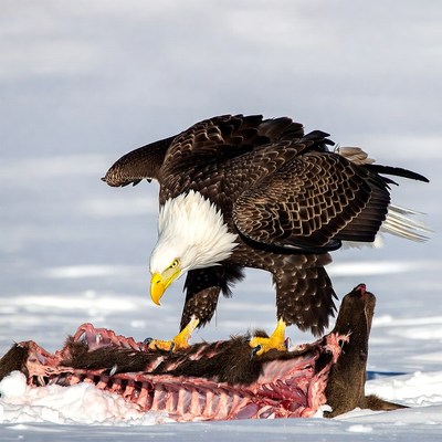 Bald Eagle Eating Fish on Snow