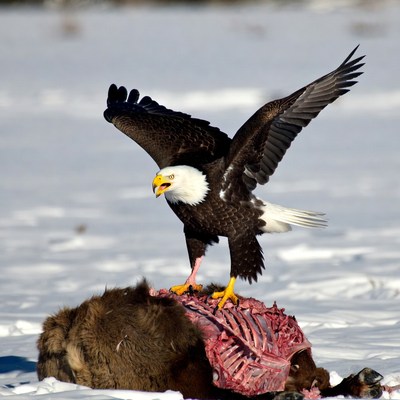 Bald Eagle Eating Carcass on Snow