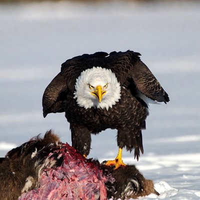 Bald Eagle Eating Prey on Snow